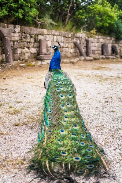 Peacocks i hagen på Mount Filerimos. Rhodos, Hellas – stockfoto