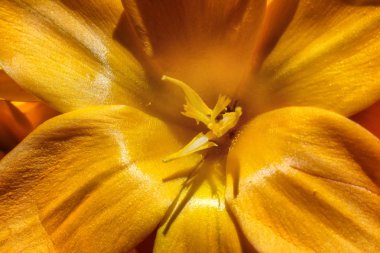 Bir bahçe içinde parlak çiğdemler bahar. Closeup doğa fotoğraf