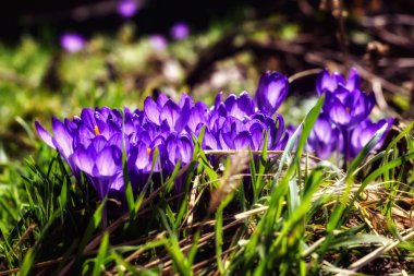 Bir bahçe içinde parlak çiğdemler bahar. Closeup doğa fotoğraf
