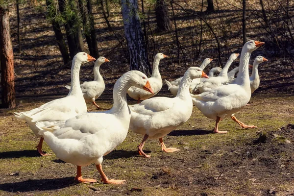 Międzygórski Park - prywatnej rezydencji byłego prezydenta Wiktora Janukowycza. Novi Petrivci, Ukraina — Zdjęcie stockowe