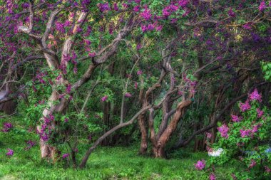 Bright Kiev Botanik bahçesinde bahar zaman renkleri. Kiev, Ukrayna