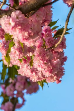 Parlak sakura Kiev Botanik bahçesinde bahar zaman renkleri. Kiev, Ukrayna