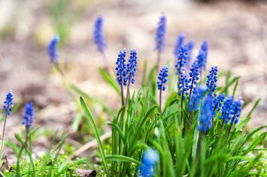 Bahar bahçesinde taze mavi çiçekler
