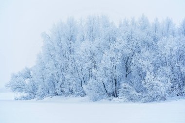 Karla kaplı ağaçlarla kaplı kış manzarası