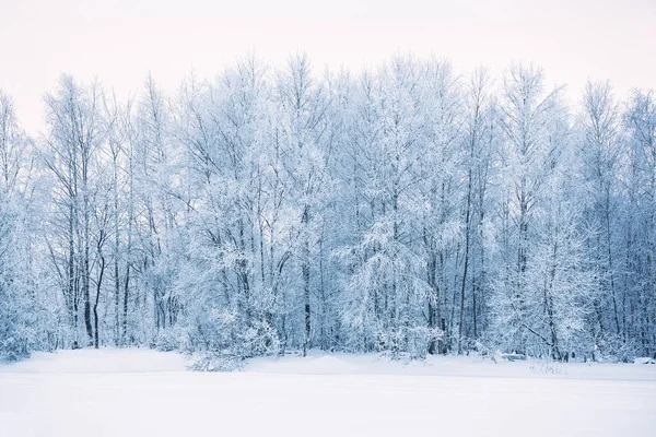 Bosque de invierno paisaje —  Fotos de Stock