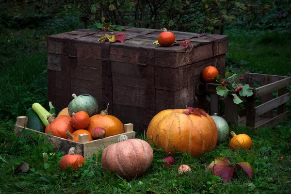 Colorful pumpkins on the grass, with old boxes background, dark photo. — Stock Photo, Image