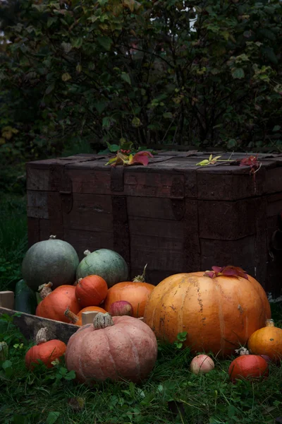 Grandes calabazas de color naranja y manzanas en la hierba en el jardín. Alimentación saludable, agricultura. La temporada de la cosecha . —  Fotos de Stock