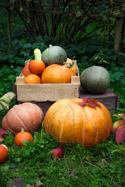 カボチャとカボチャの品種、垂直写真のカラフルな秋の装飾 — ストック写真
