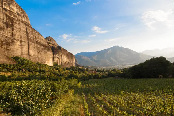 Красиві виноград виноградник до заходу сонця з гори в Греції — стокове фото