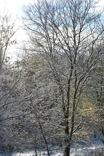 Sníh v lese — Stock fotografie