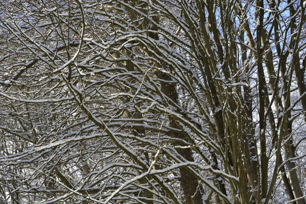 森林里的雪 — 图库照片