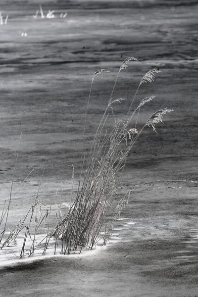 Vass och en frusen sjö — Stockfoto