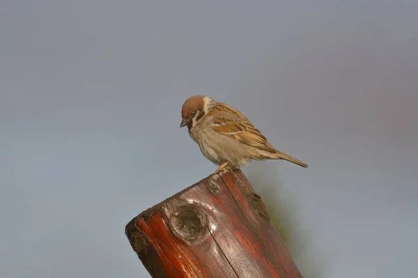 Sparrow basks in a spring morning — Stock Photo, Image