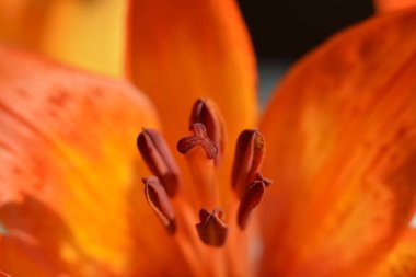 Lily Bahçe Hemerocallis boş