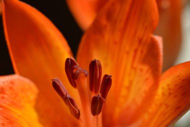 Lily Bahçe Hemerocallis boş