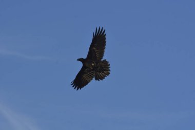 uçuşta raven