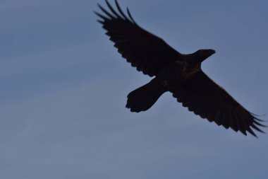 uçuşta raven