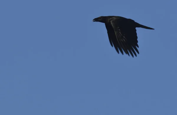 Cuervo en vuelo — Foto de Stock