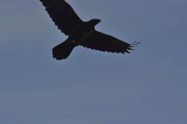 Cuervo en vuelo — Foto de Stock