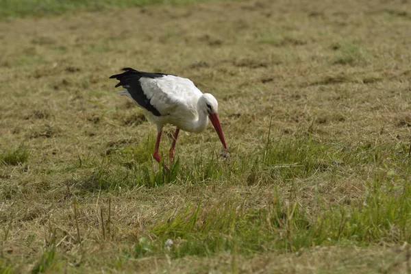 Weißstorch (ciconia ciconia) ) — Stockfoto