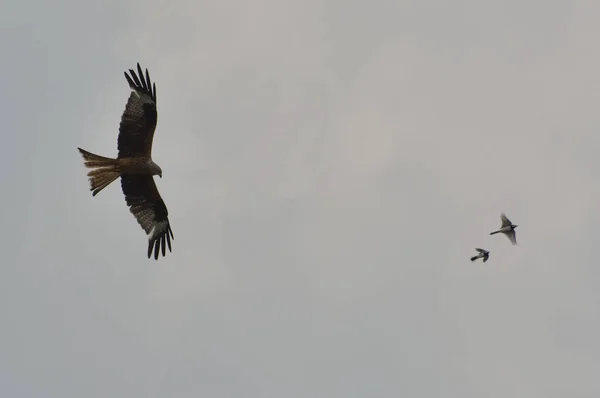 Cometa roja (Milvus milvus  ) — Foto de Stock