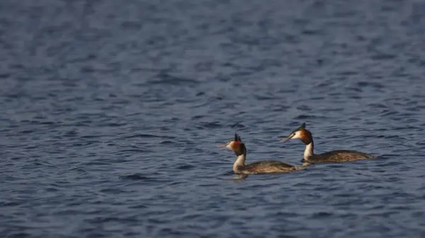 Grande Grebe Crista Nadando Lago — Fotografia de Stock