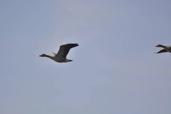 wild goose flying against the blue sky