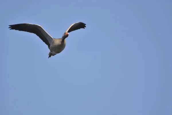 Ganso Selvagem Voando Contra Céu Azul — Fotografia de Stock