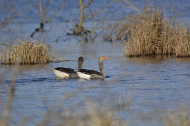yaban kazları gölde yüzüyor