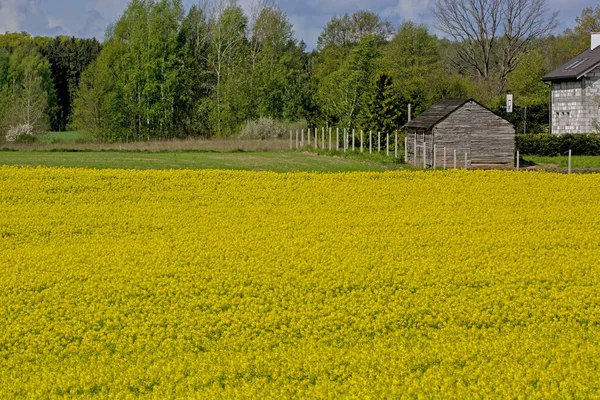 Жовті поля зґвалтування — стокове фото