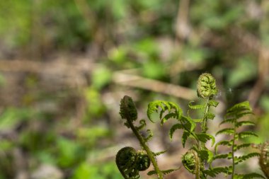 fern genç sürgünler