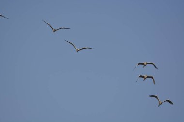 Gri balıkçıl (Ardea cinerea)