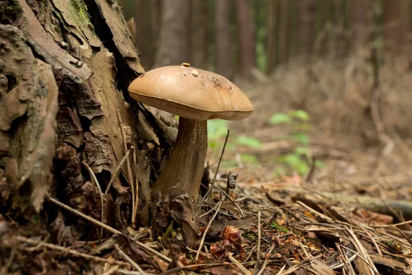 Boletus edulis - Tylopilus felleus seta venenosa — Foto de Stock