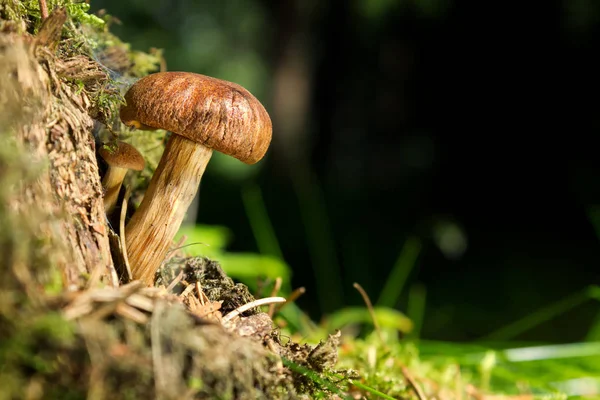 Brandiger Ritterling - Tricholoma ustale — Foto Stock