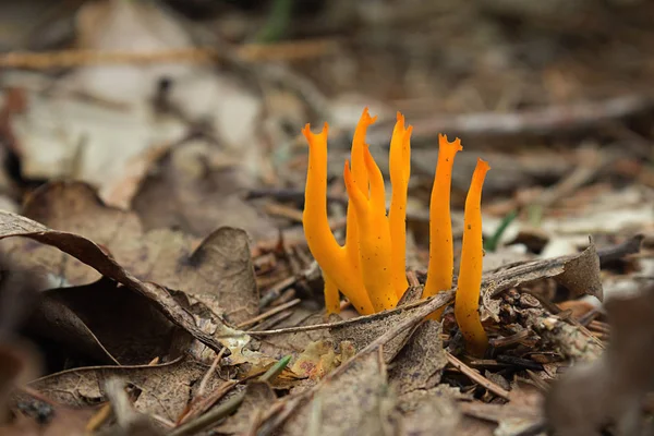 黄色的鹿茸真菌-Calocera 桑子 — 图库照片