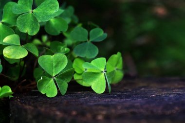 Yoncaları yaz ormandaki yaşlı bir güdük üzerinde