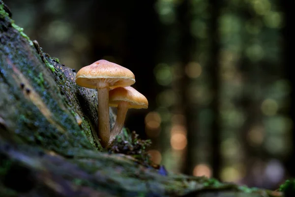 Θείου Τούφα Hypholoma Fasciculare Στο Δάσος Καλοκαίρι — Φωτογραφία Αρχείου