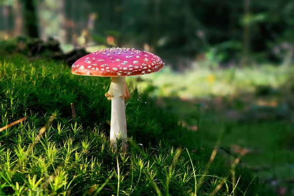 Fly Agaric Amanita Muscaria Poisonous Mushroom Forest — Stock Photo, Image