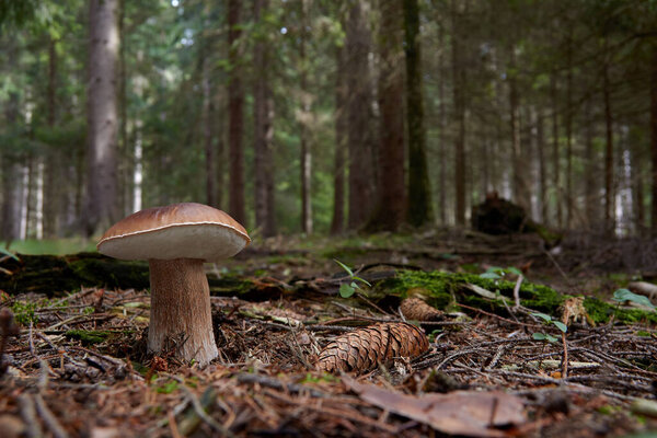 Bolete - Boletus betulicolus in forest
