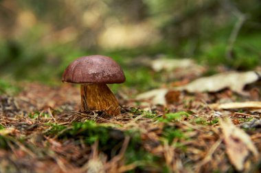 Bolete Körfezi (Boletus badius, Xerocomus badius)