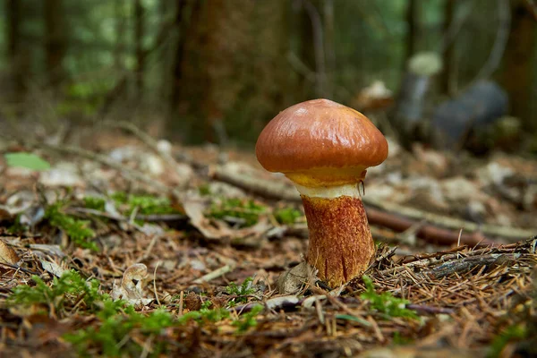 Suillus Grevillei Boletus Grevillei Yaz Ormanında — Stok fotoğraf