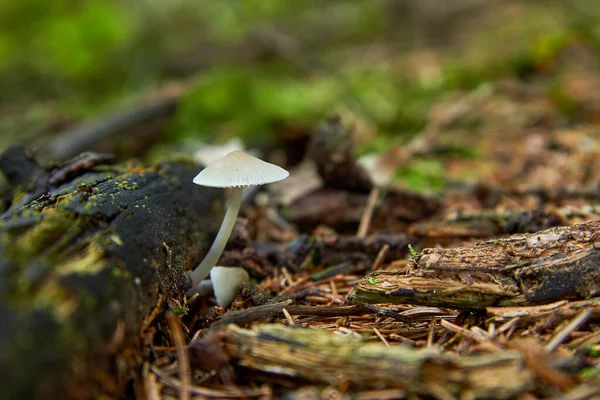 Capota Bulbosa Mycena Stylobates Pers — Fotografia de Stock