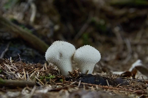 Puffball Común Lycoperdon Perlatum Bosque Verano — Foto de Stock