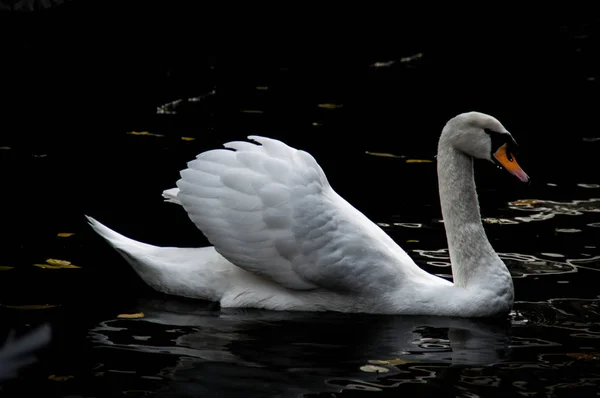 Cisne branco bonito flutuando na água no lago — Fotografia de Stock