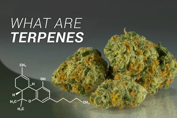 Что такое Терпенес? В том числе медицинская марихуана, включая каннабис — стоковое фото