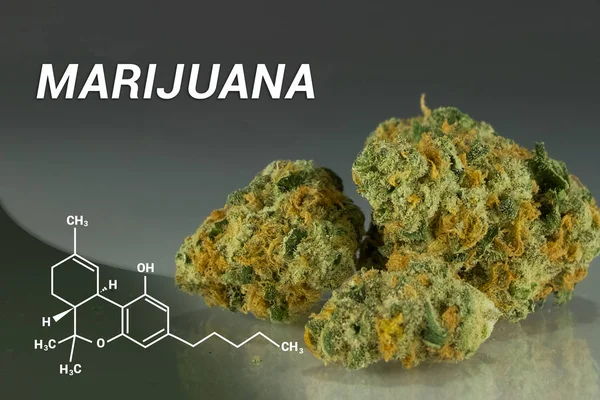 大麻 |マリファナ |医療用マリファナ |雑草 — ストック写真