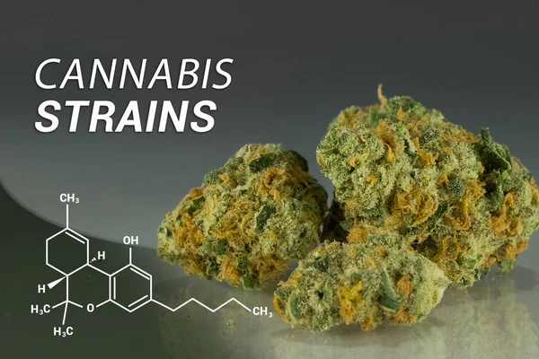 Cannabissorten | Marihuanastämme | medizinisches Marihuana | Cannabis — Stockfoto
