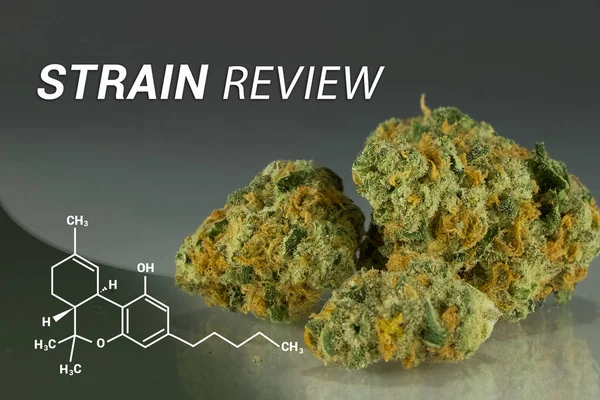 Überprüfung der Marihuana-Sorte | Review | medizinisches Marihuana | Cannabis — Stockfoto