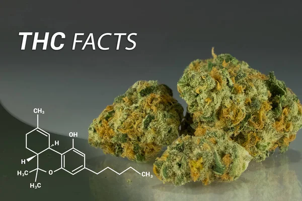 THC Factos da cannabis para uso medicinal — Fotografia de Stock
