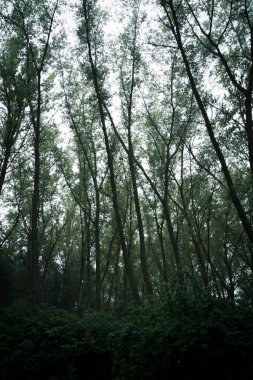 Orman ve çalılar ve yağmur sırasında. Puslu hava ile yeşil bir